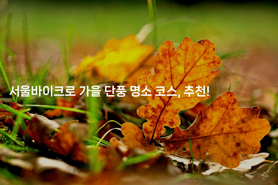서울바이크로 가을 단풍 명소 코스, 추천!
2-힐링달