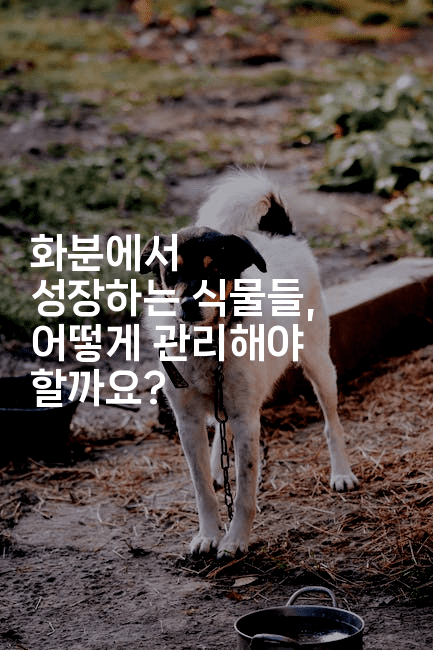 화분에서 성장하는 식물들, 어떻게 관리해야 할까요?