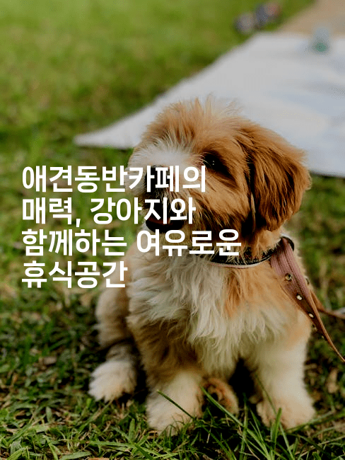 애견동반카페의 매력, 강아지와 함께하는 여유로운 휴식공간2-힐링달