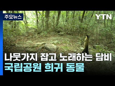 나뭇가지 잡고 노래하는 담비 포착...국립공원 희귀 동물 / YTN