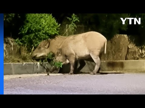 북한산국립공원 입구에 멧돼지 2마리 출몰 / YTN