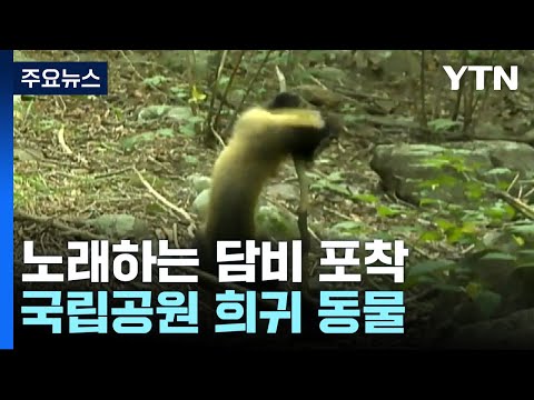 나뭇가지 잡고 노래하는 담비 포착…국립공원 희귀 동물 / YTN