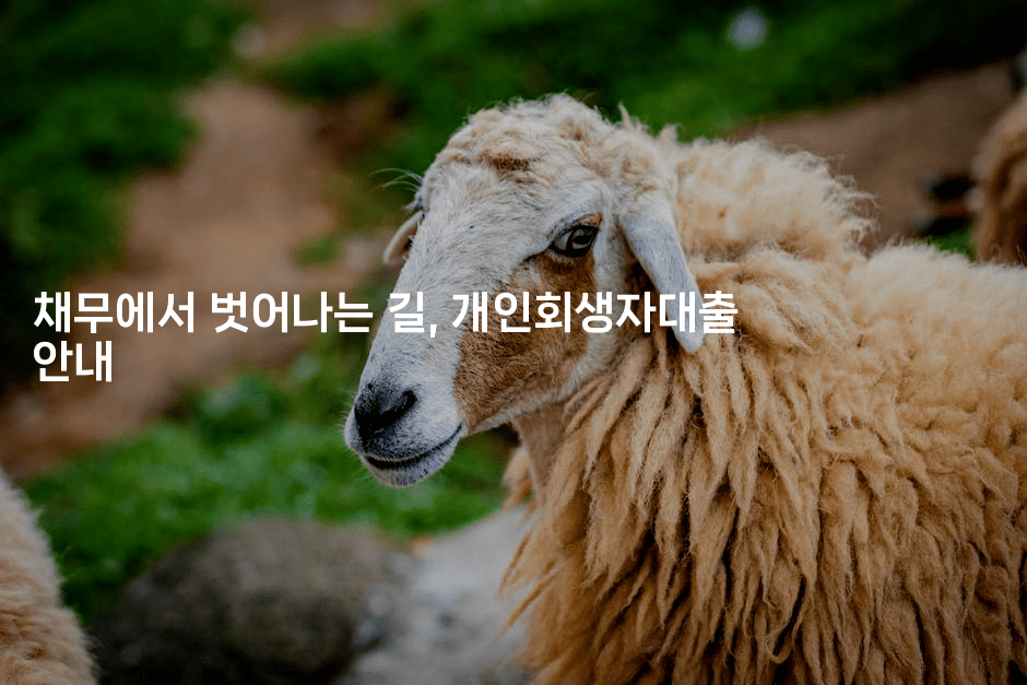 채무에서 벗어나는 길, 개인회생자대출 안내